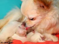 Mama Petit met pups
